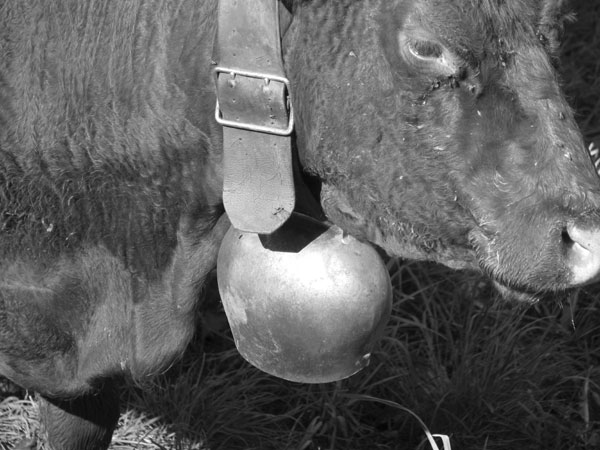 A chaque vache la bonne cloche