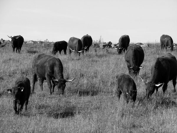 Les animaux sur les estives du cantal  