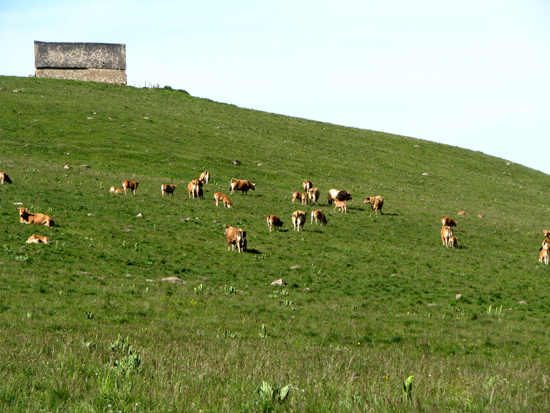 Le Massif du Cézallier